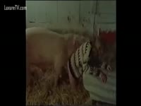 [ Beast Porn Video ] Woman makes animals cum inside her! Pig fuck her likewise